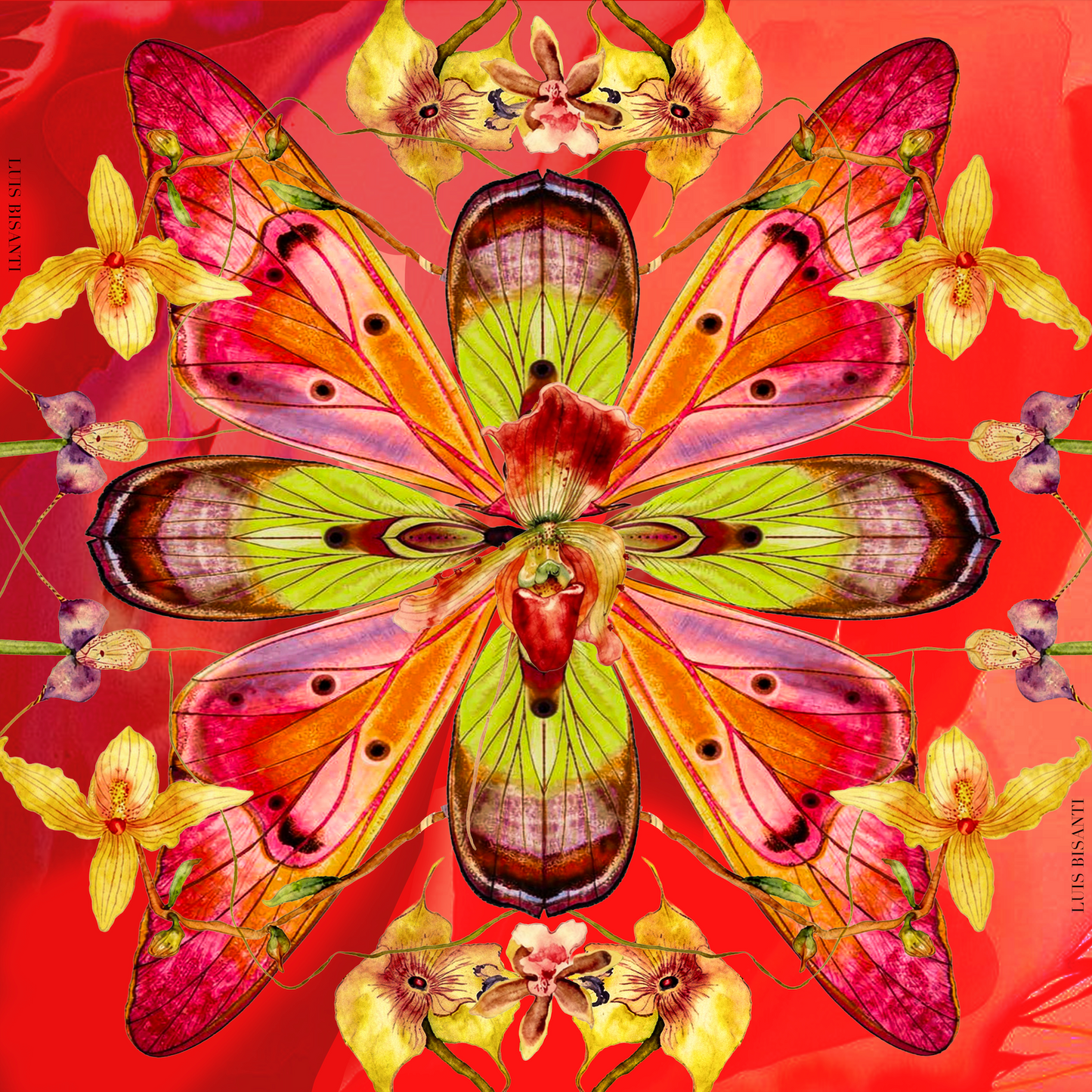 Bufanda - Orchidée Impériale